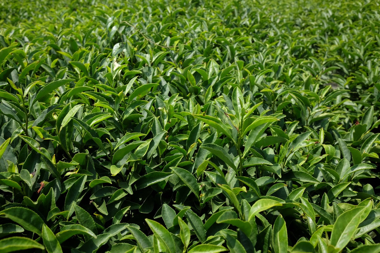 Tea Hunting in Sayama!