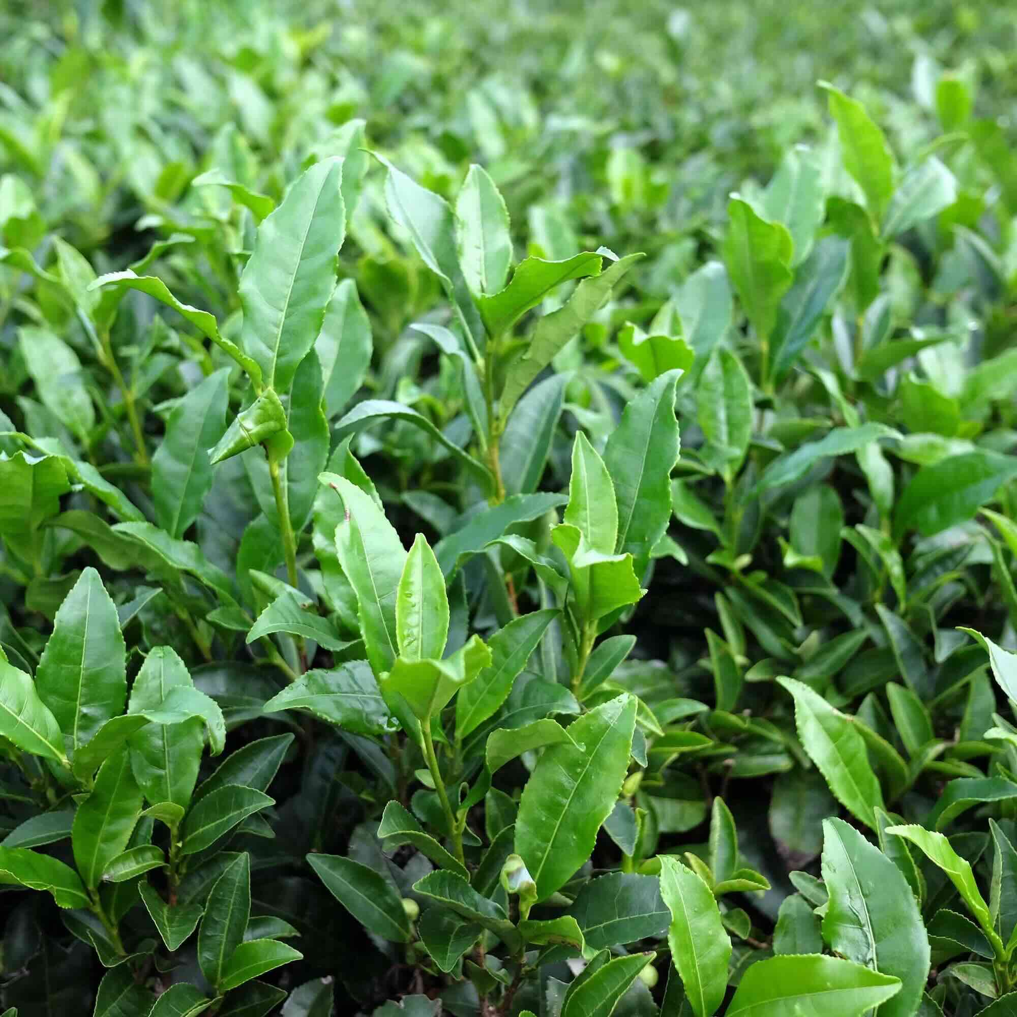 MIDNIGHT WALTZ - Minamisayaka Wakocha – Prelude Tea Company