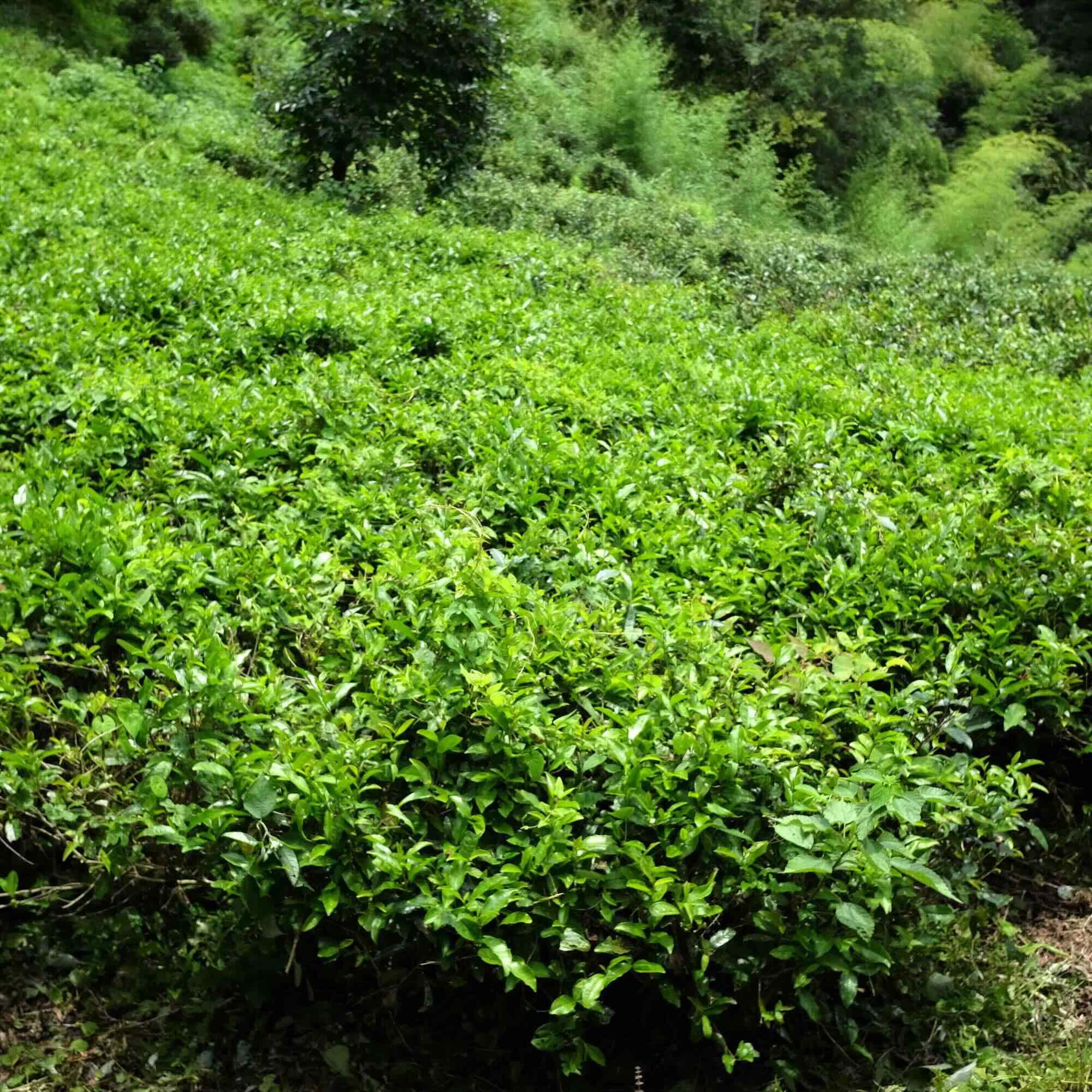 FERMENTED FUGUE - Goishicha