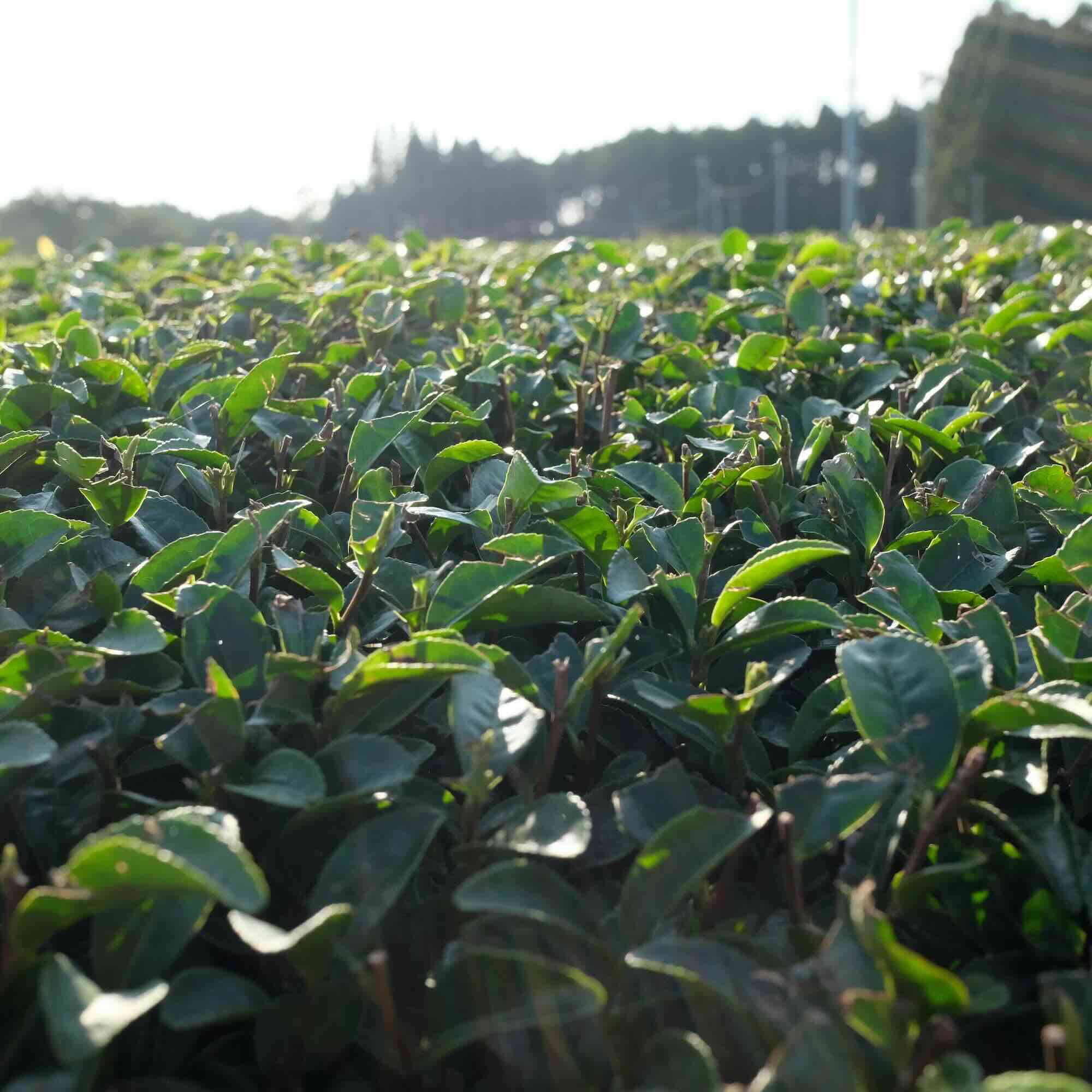 DEWDROP SERENADE - Asatsuyu Sencha | Japanese Green Tea – Prelude