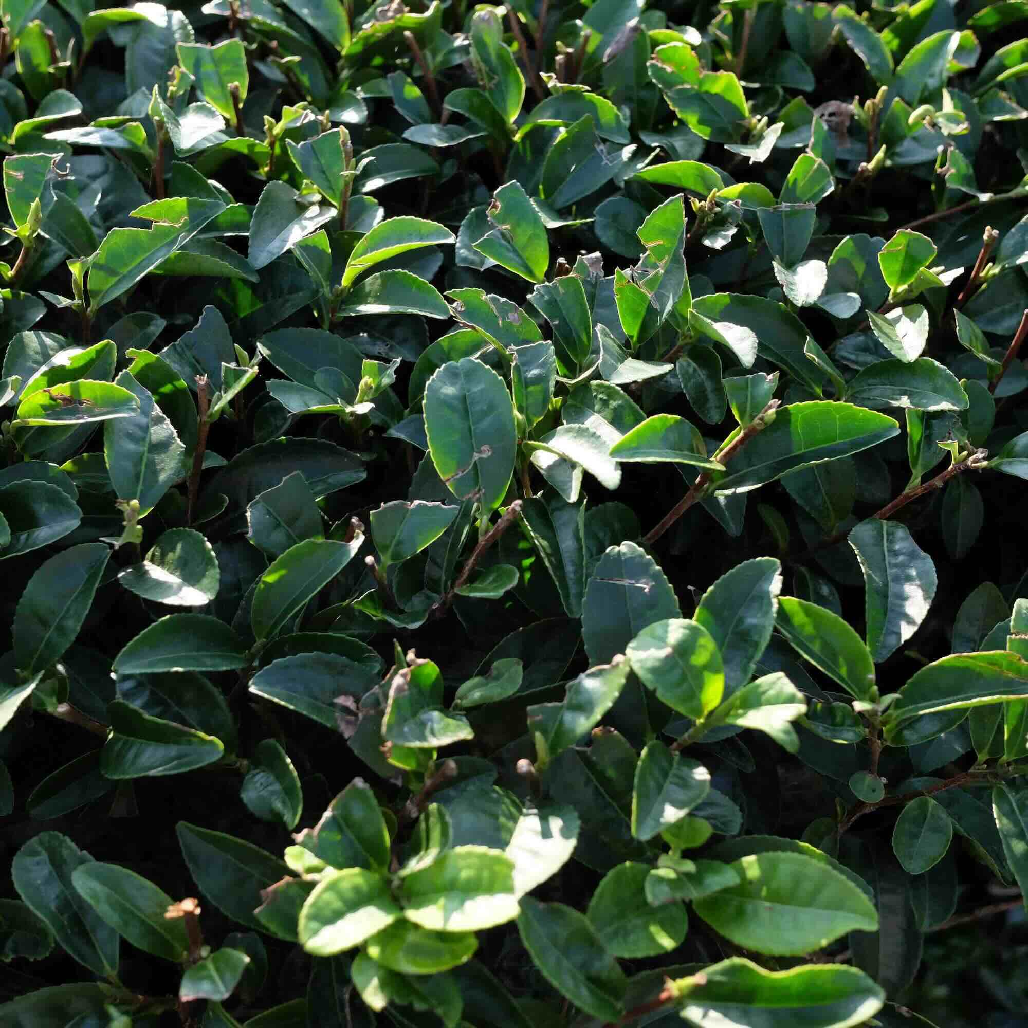 DEWDROP SERENADE - Asatsuyu Sencha – Prelude Tea Company