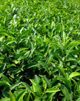 HOMETOWN HARMONY - Sayama Sencha