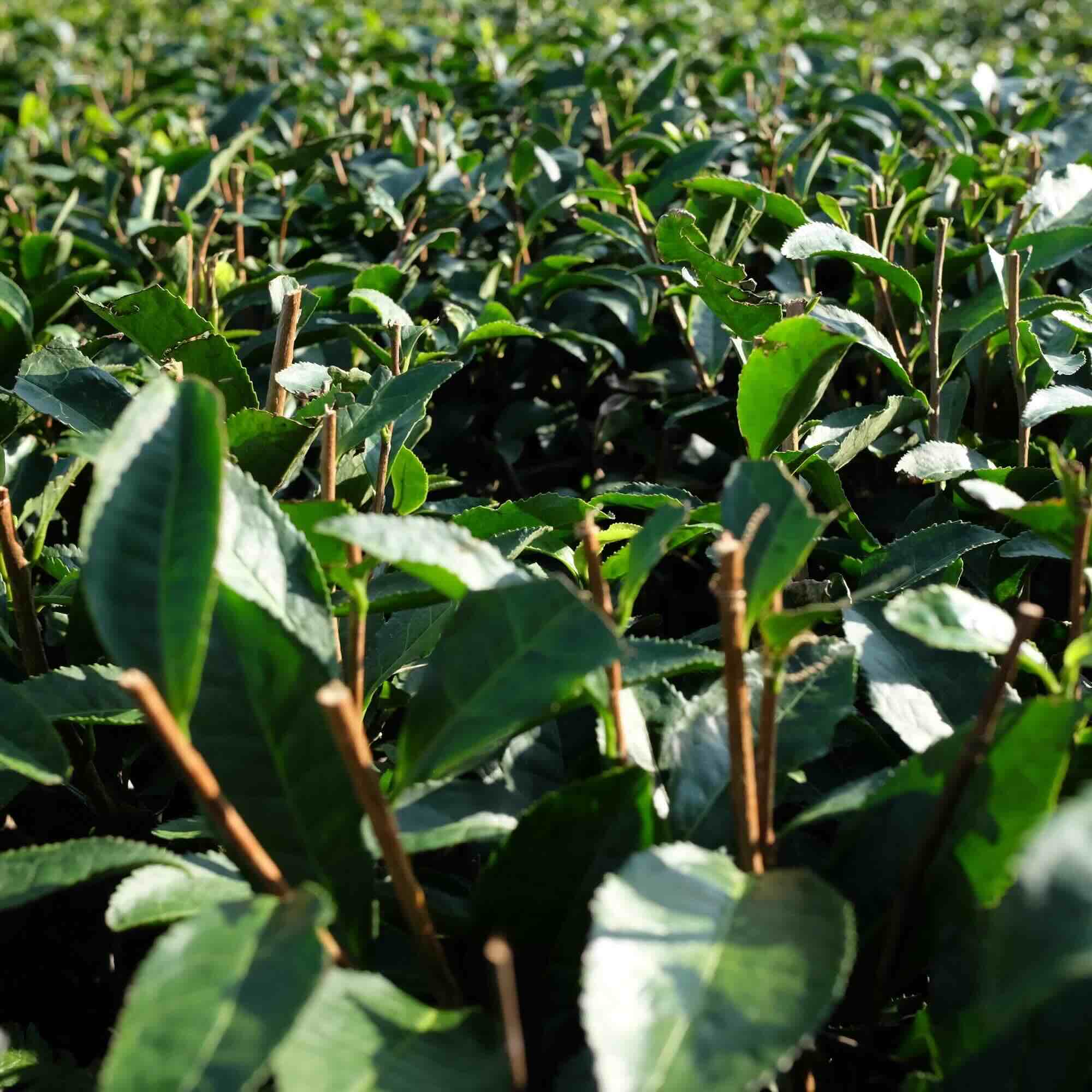 ROASTED COMFORT - First-Flush Hojicha