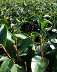 ROASTED COMFORT - First-Flush Hojicha