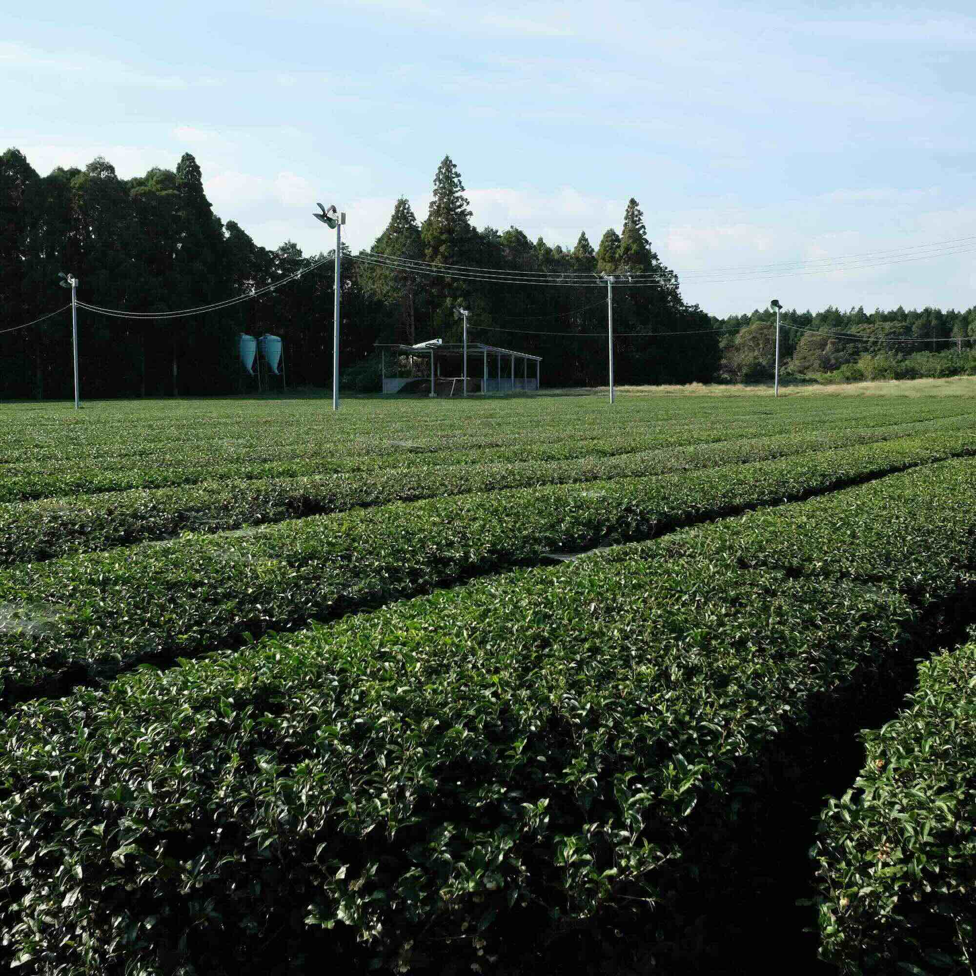 ROASTED COMFORT - First-Flush Hojicha