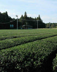 ROASTED COMFORT - First-Flush Hojicha
