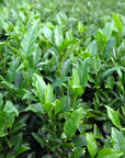 SUNLIGHT BLOOM - 高千穂烏龍茶