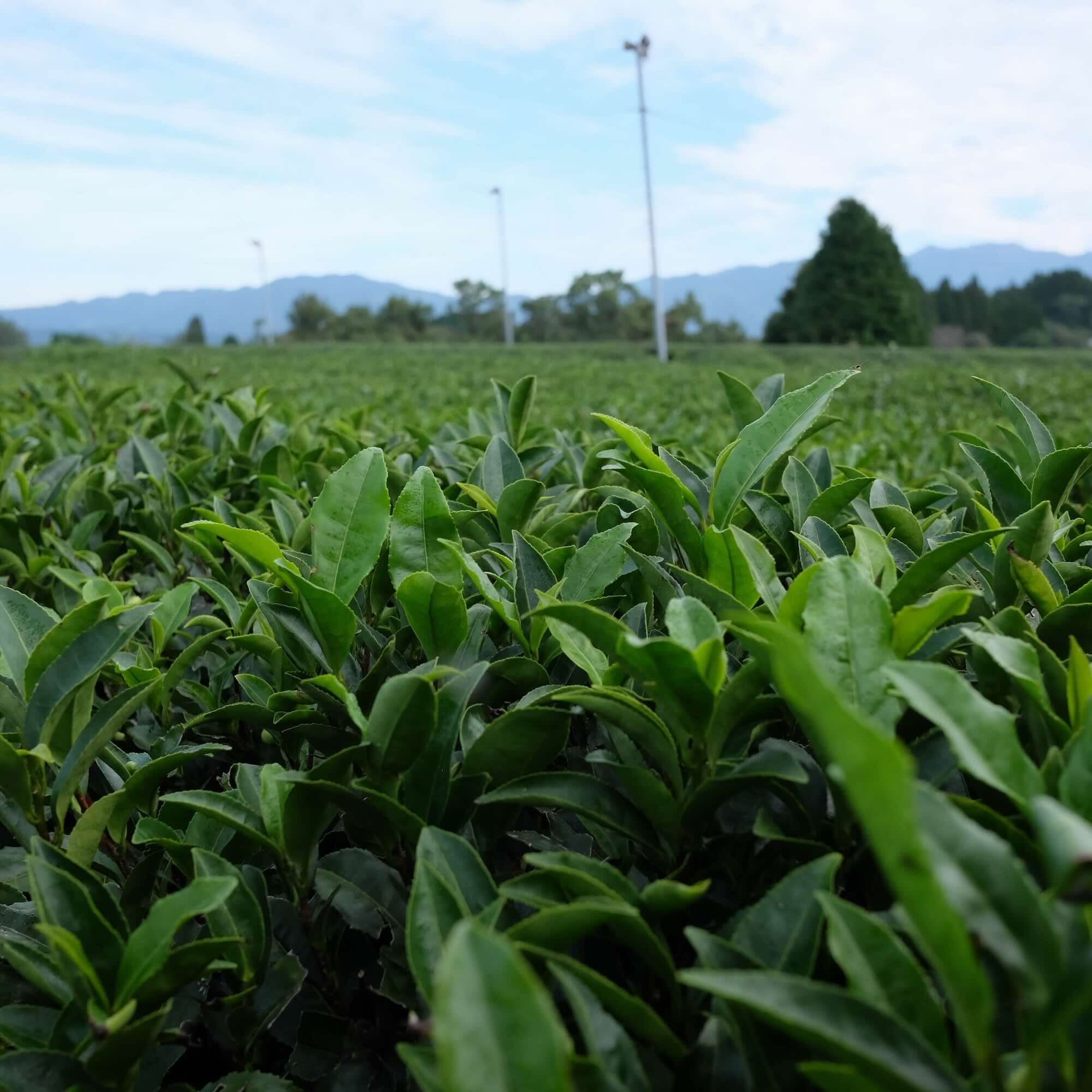 SUNLIGHT BLOOM - 高千穂烏龍茶